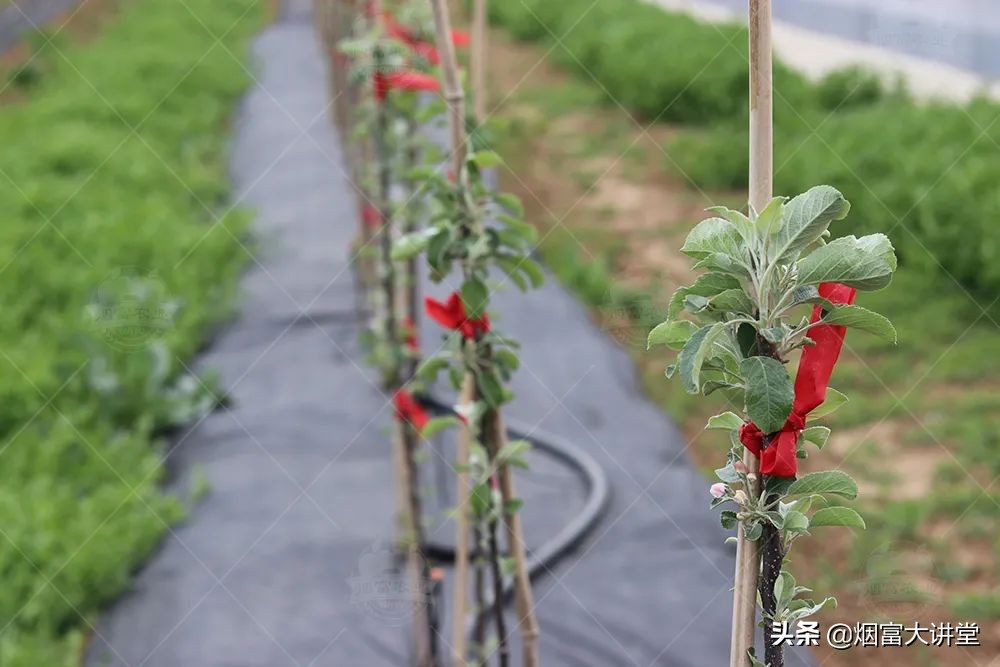 怎么增加树的叶绿素,叶绿素对树的作用