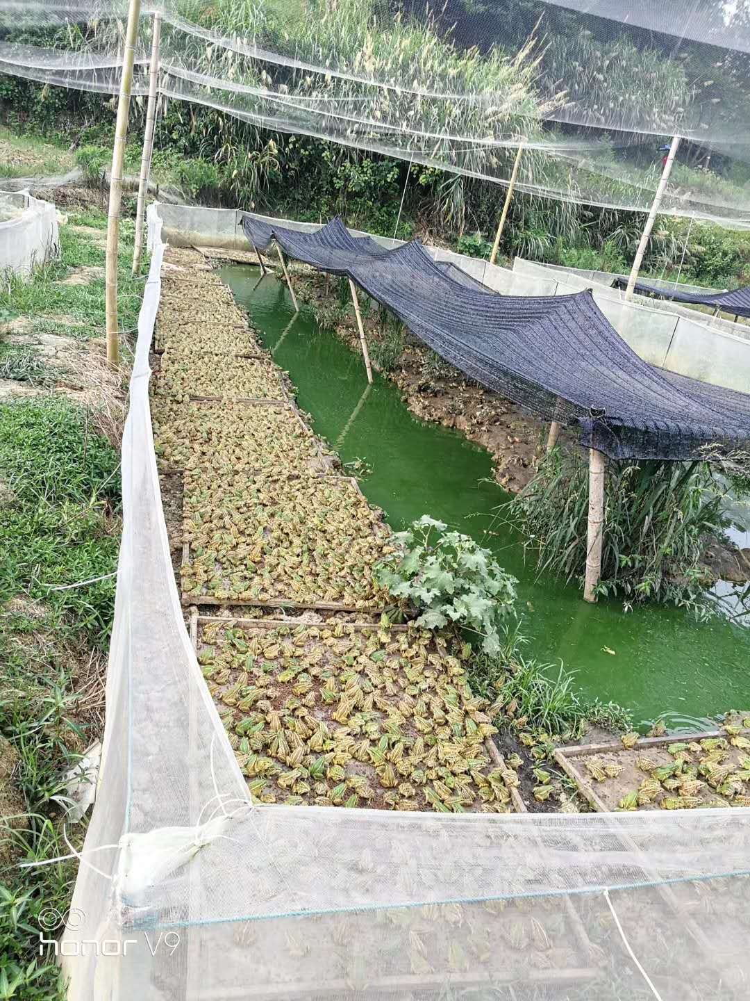 养殖青蛙方法,青蛙养殖和牛蛙养殖哪个好