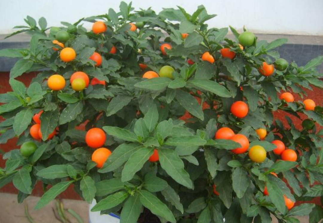 10种最毒花卉,20种大毒花