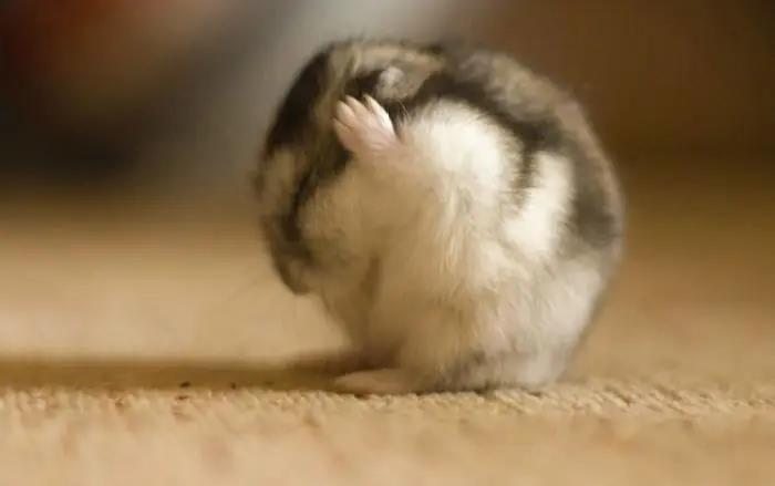 荷兰猪和金丝熊龙猫混养,荷兰猪金丝熊龙猫区别