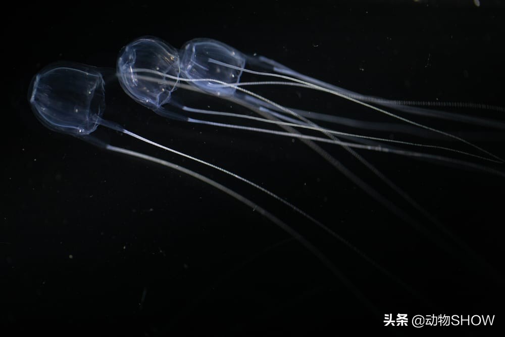 世界上最大的有毒物种,世界所有剧毒生物视频