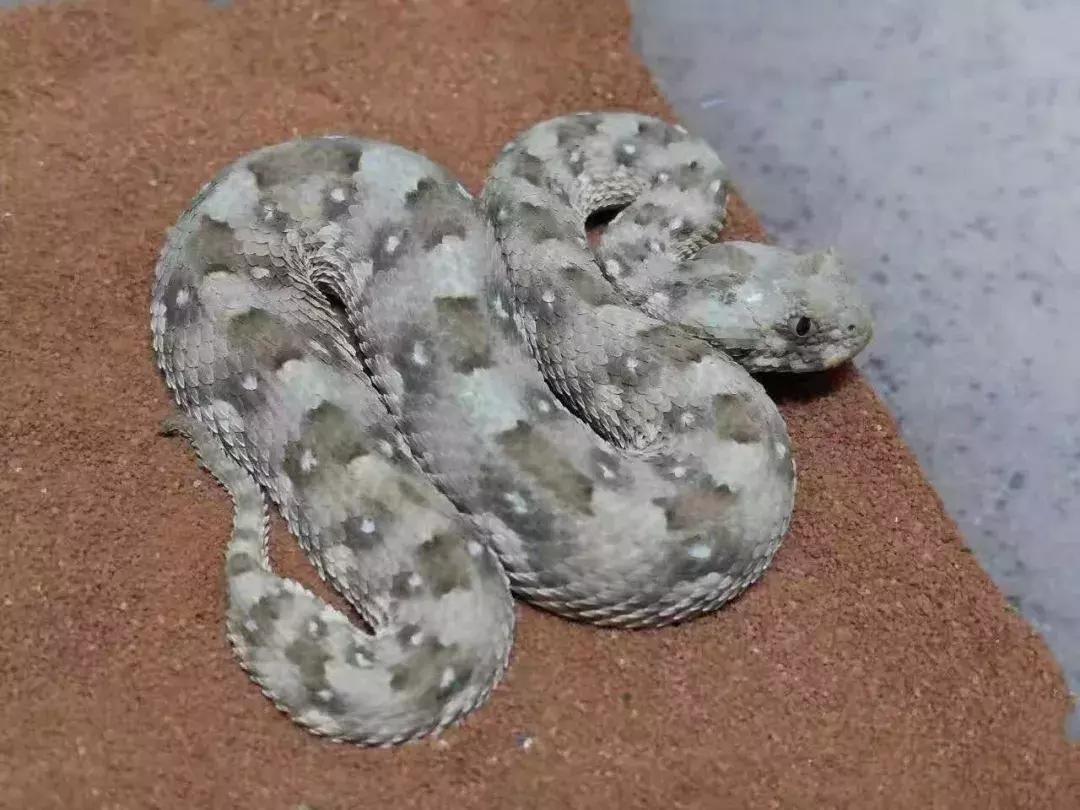 蛇类是怎么过冬的,饲养蛇类的方法是什么