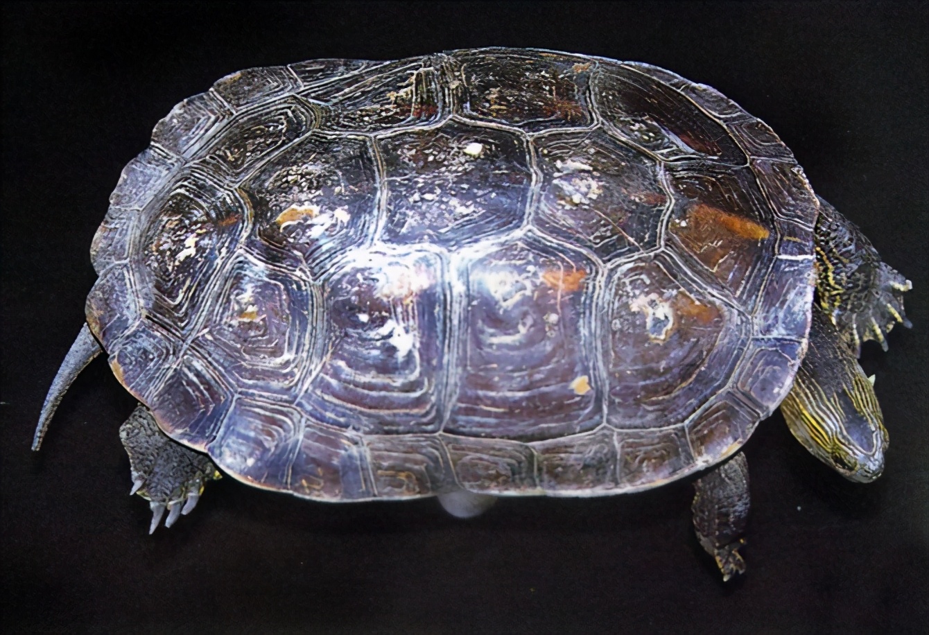 各种龟类图片大全大图,龟类展示会