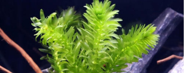 蜈蚣草为什么不建议养,水榕类水草怎么养才能养得好