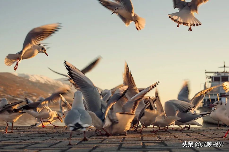 捕捉瞬间摄影,捕捉精彩瞬间定格最美一刻