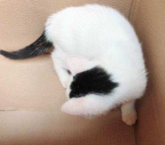 来看看你家猫在古代叫什么名字,古代猫咪花色名称大全