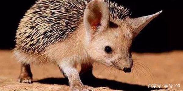 中国有可爱的刺猬吗,世界上真正的刺猬