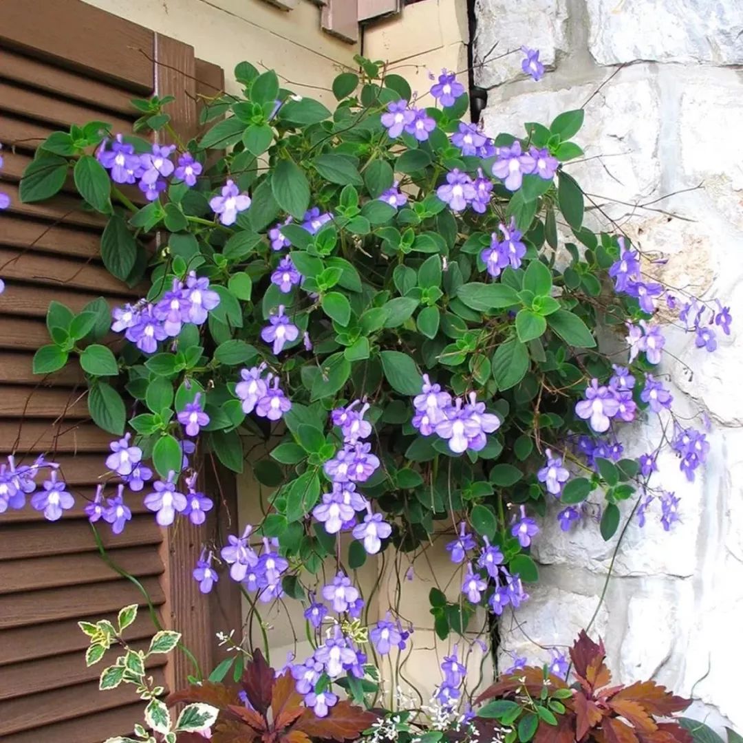 懒人室内养花就养4款开花机器,懒人专属开花机器花儿天天开爆盆