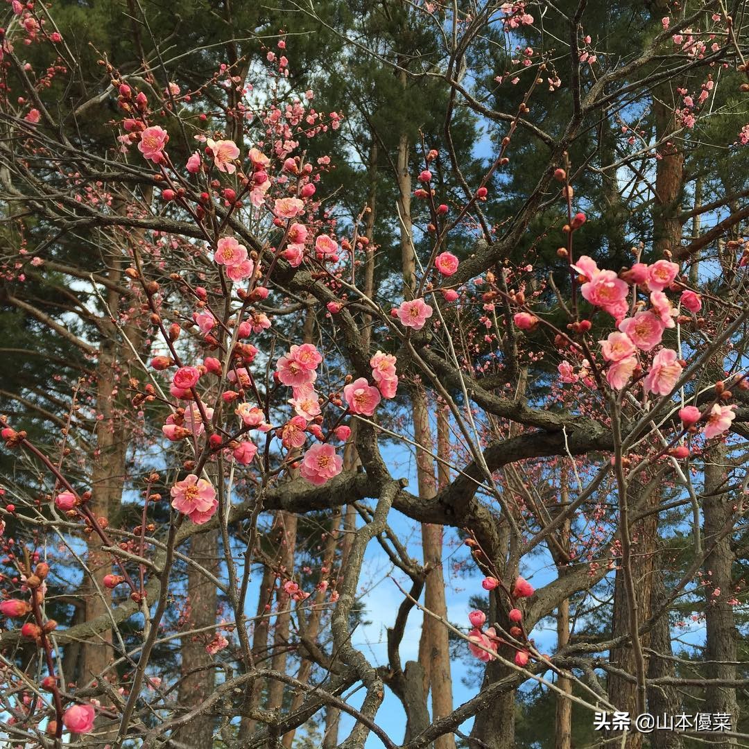 不先一步感受春天的到来吗日本全国华丽的梅花名胜