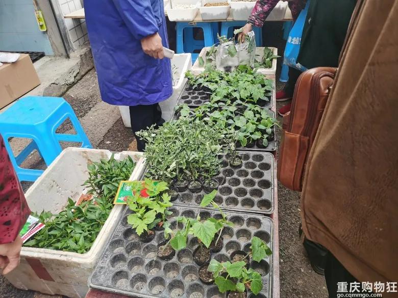 渝北区狗儿市场有卖猫的吗,渝北狗儿市场买狗