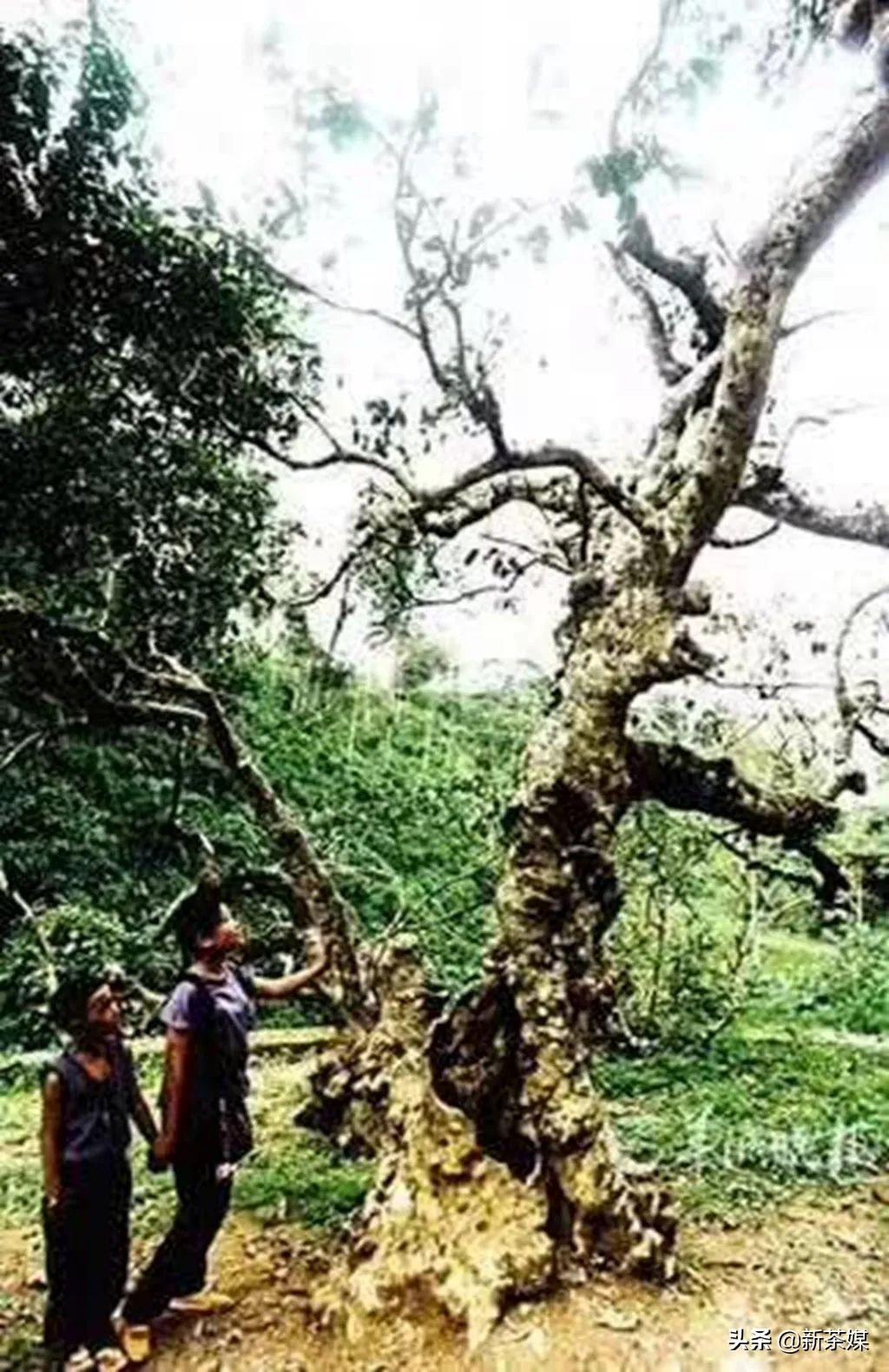 南糯山茶树王咋走,南糯山普洱茶茶树王