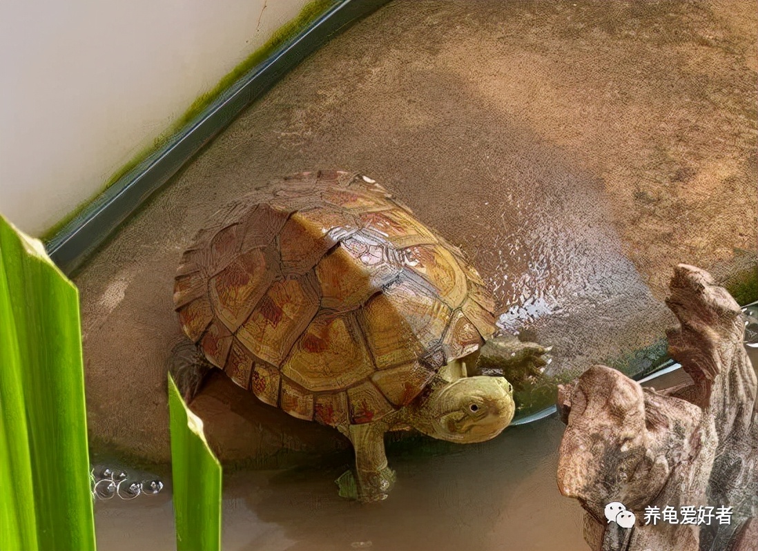 养龟一般吃什么东西,龟缸的大小会影响龟的生长吗