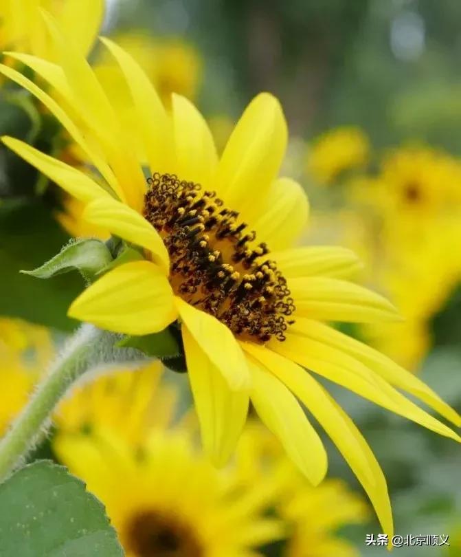 北京国际鲜花港菊花展购买门票,北京国际鲜花港菊花展