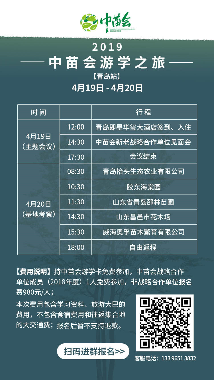 椴树和椴叶树,欧洲大叶椴树果实