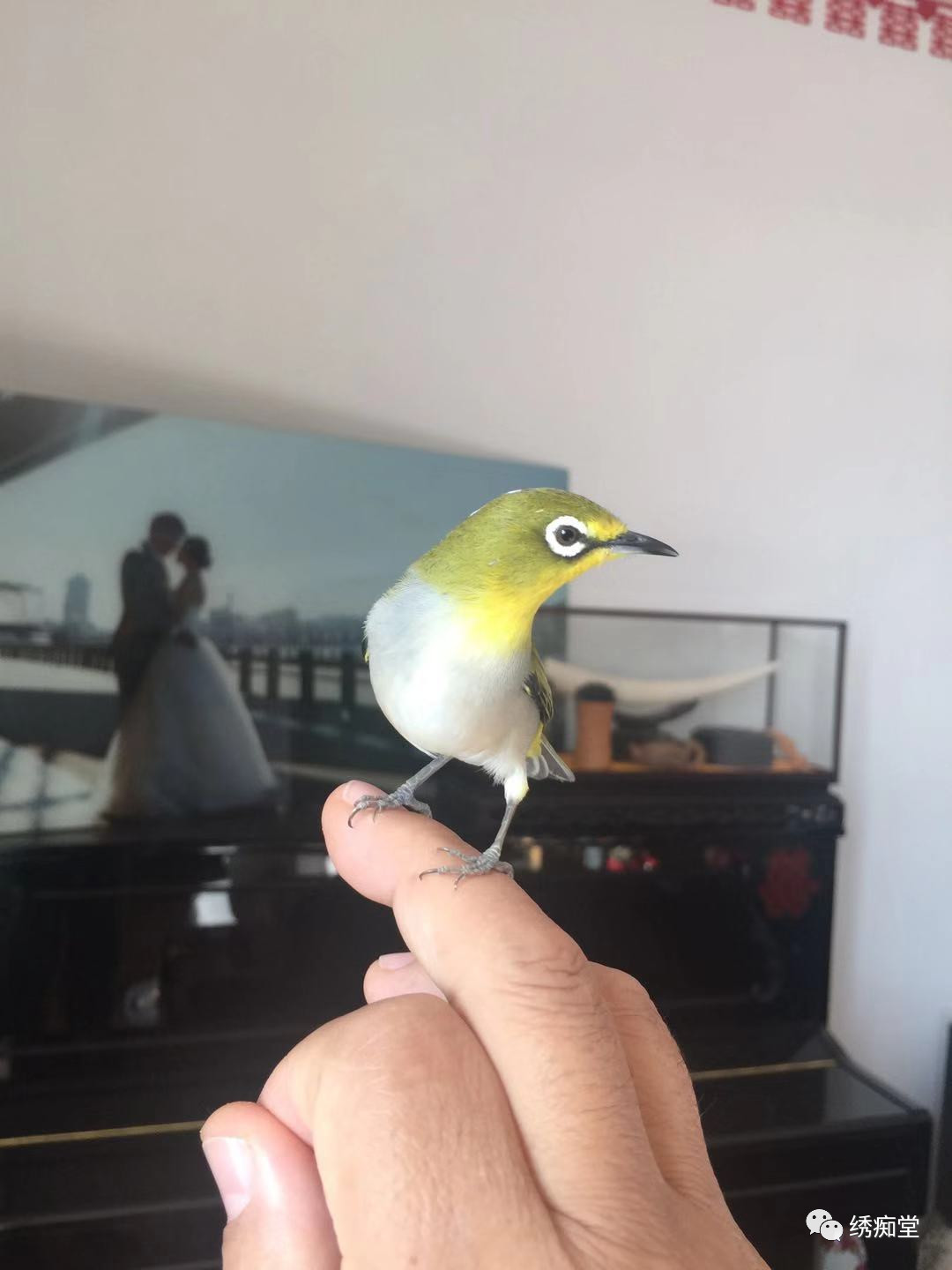 绣眼鸟训练方法,世界第一绣眼鸟