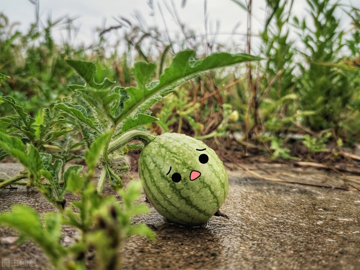 西瓜种植蔫苗怎么办？
