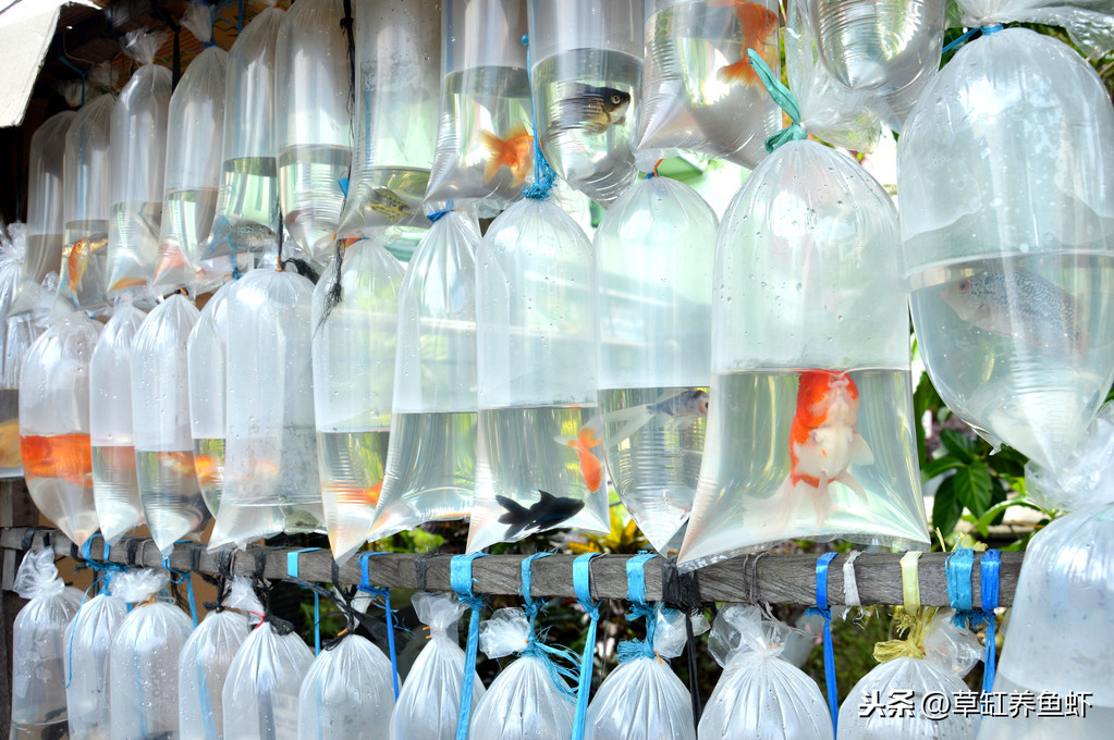 学生如何养金鱼,大学生养金鱼的秘诀