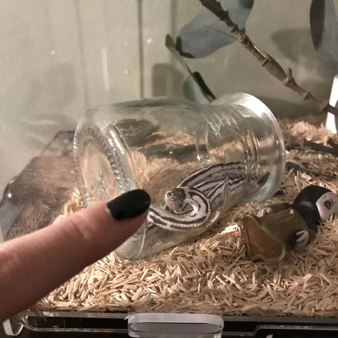 一只鸭子一万五元,一只鸭子一万多