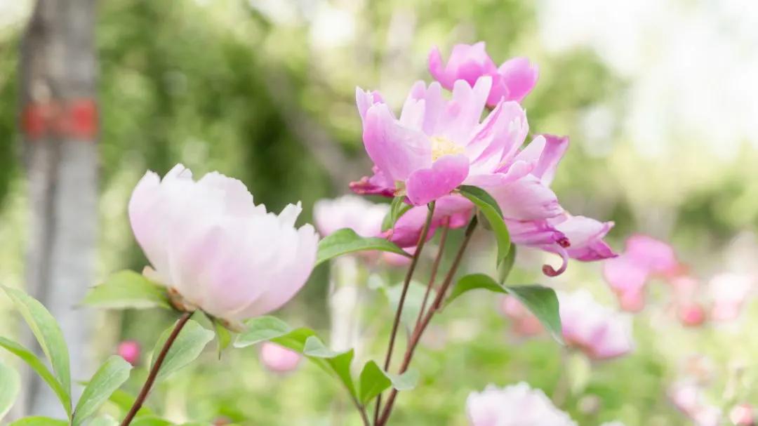 五一不远行的公园,五一不远行南昌游