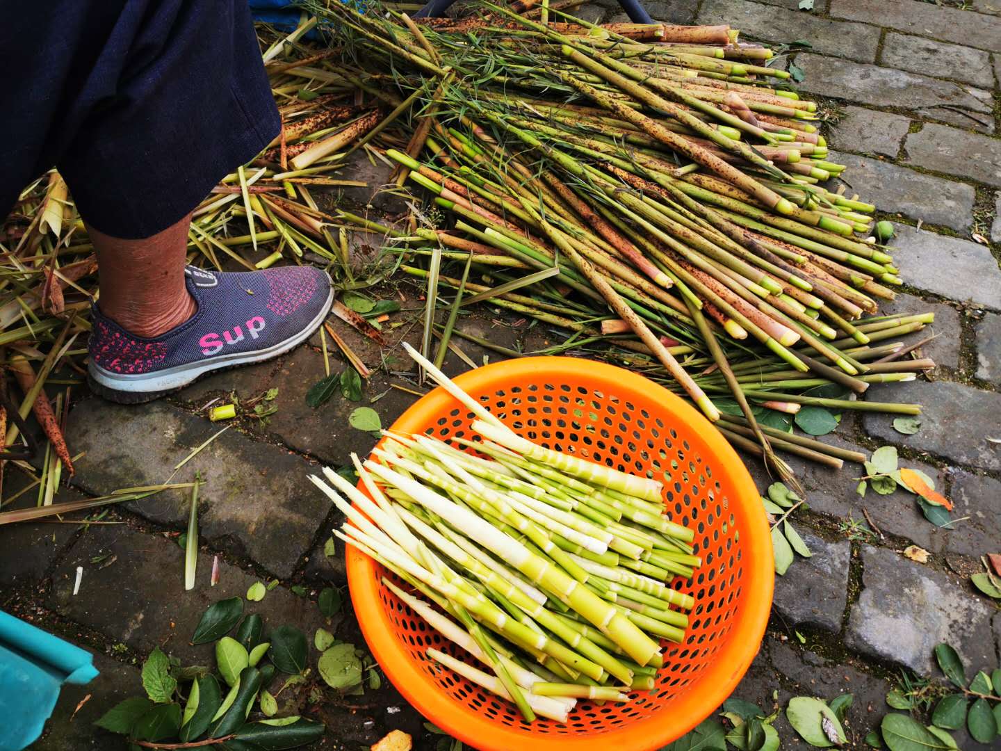 从化挖笋的地方,从化旅游攻略夏日旅行