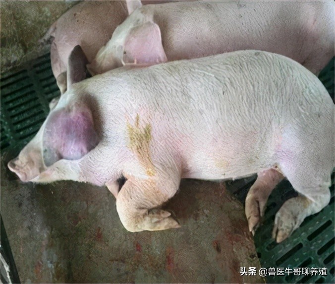 猪咳嗽的厉害怎么办,猪不咳嗽喘气费劲吃什么药