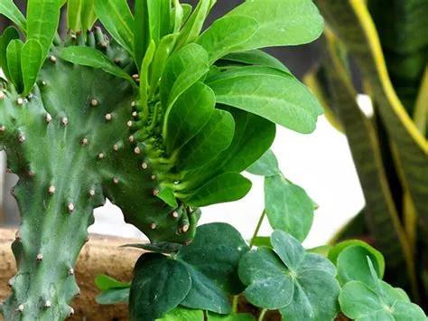 木叶如何养殖,木叶仙种植