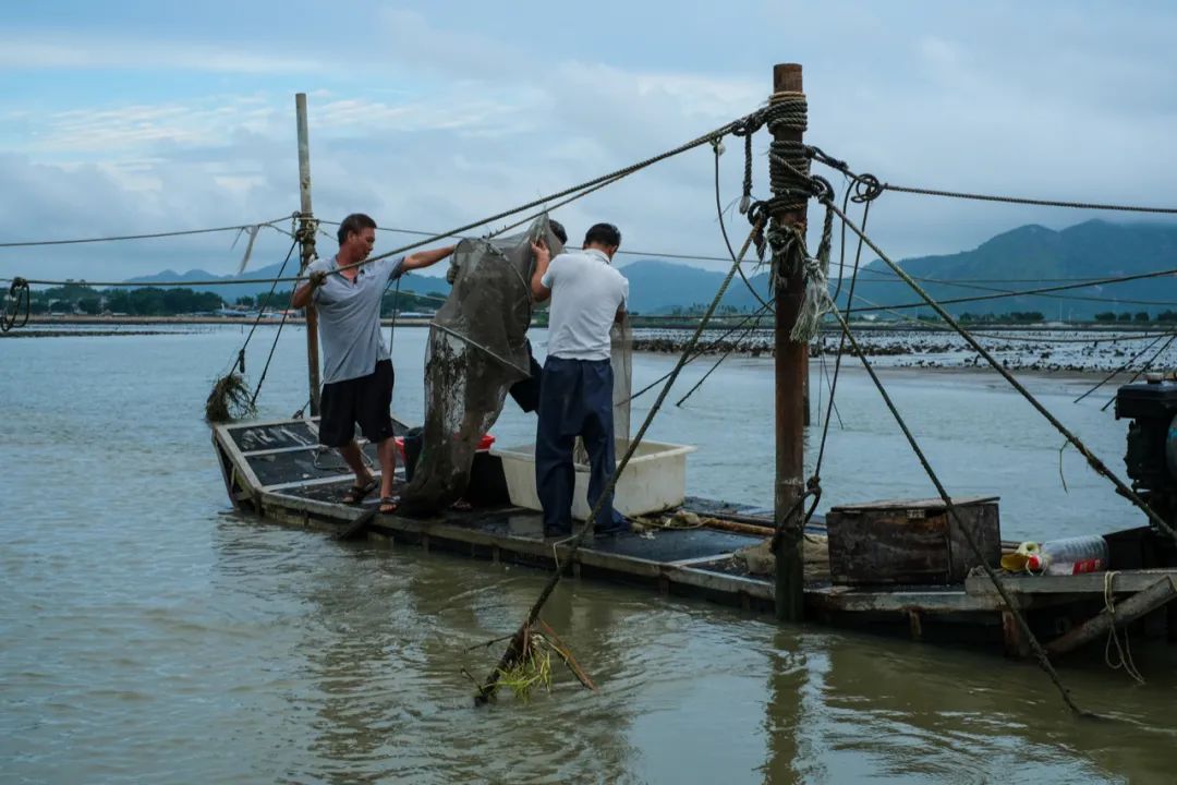 中国蚝哪里好吃,吃蚝必选之地