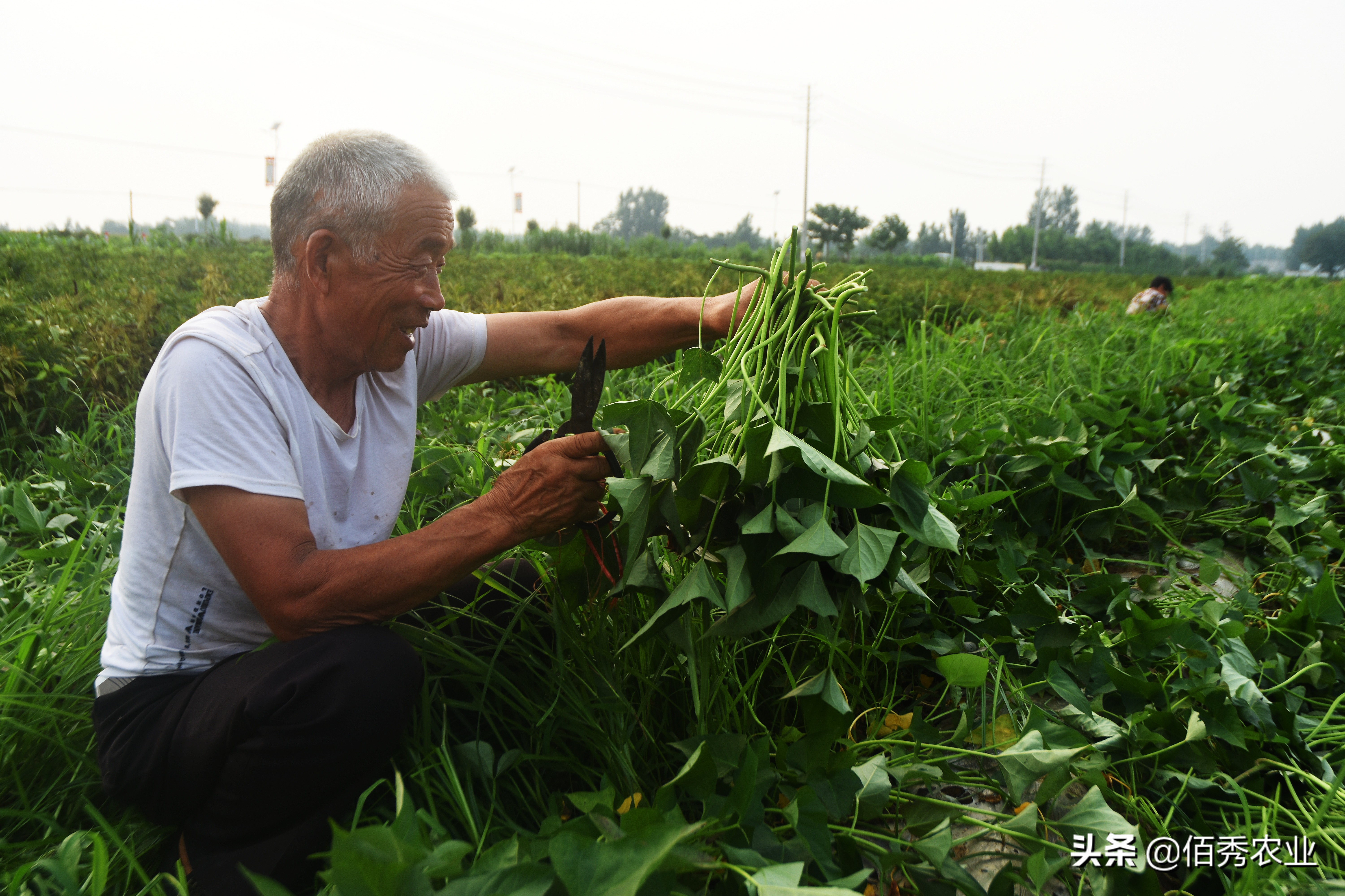 适合农村家庭种植的野菜,人工种植野菜有哪些项目