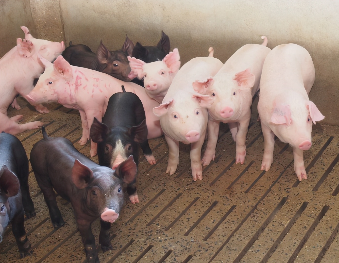 育肥猪吃食正常拉稀用什么药拌料,60-80斤左右的猪呕吐拉稀怎么办