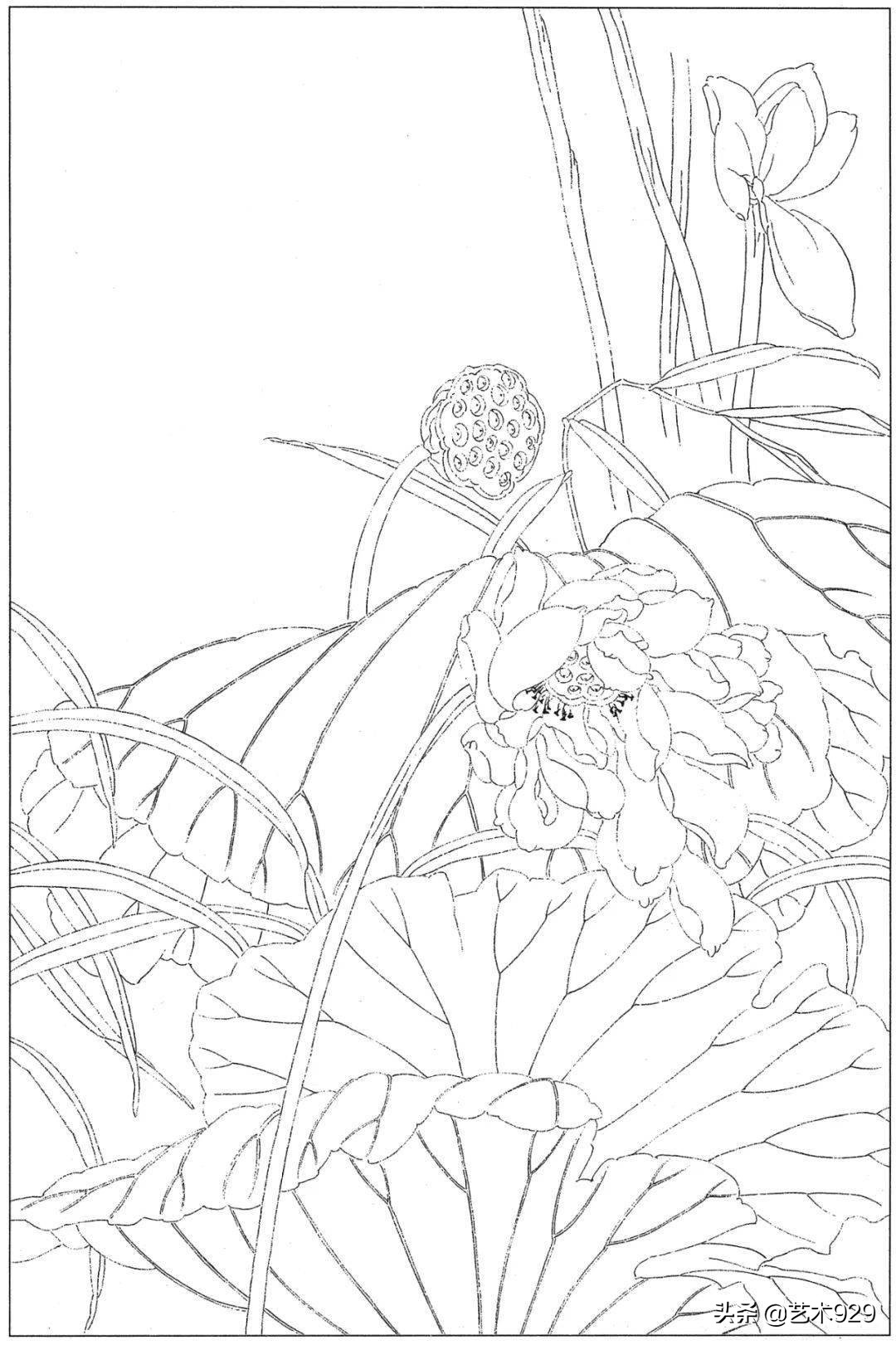 余稚荷花蜻蜓图高清白描底稿,白描荷花勾线方法讲解视频