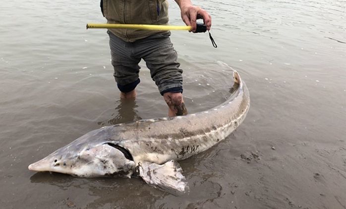 中华鲟是长江里头最大的一种鱼,中国最后一条长江鲟