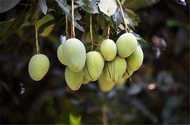 如何解决芒果树害虫,芒果主要虫害及防治方法