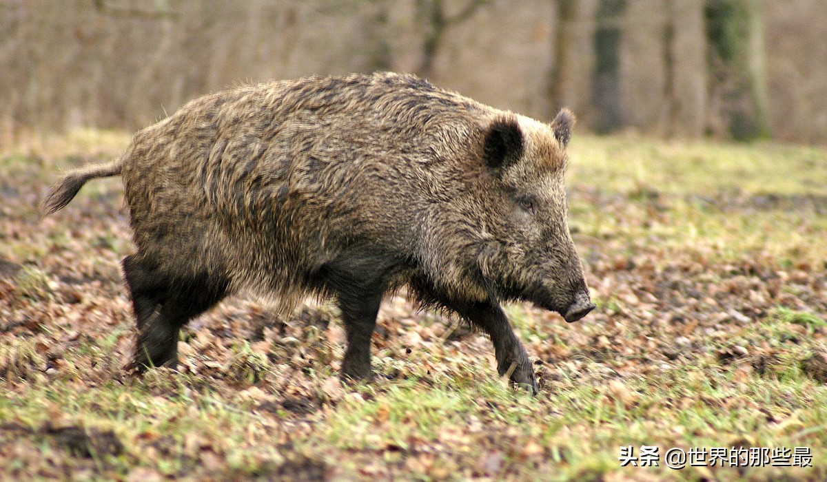 世界上都有哪些比较猛的猛兽,全世界最厉害的的十大猛兽