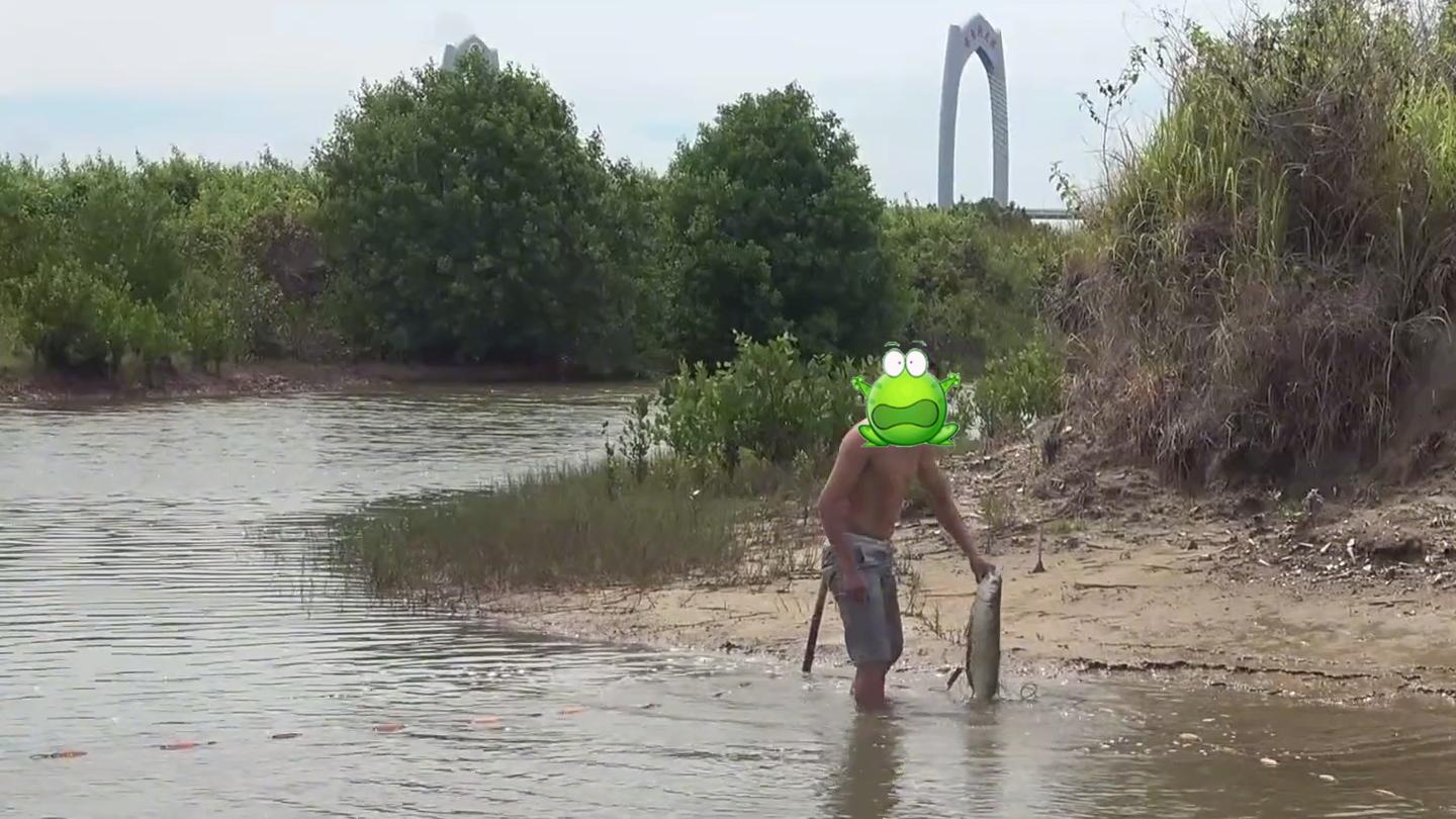 乌头鱼湛江,湛江乌头鱼