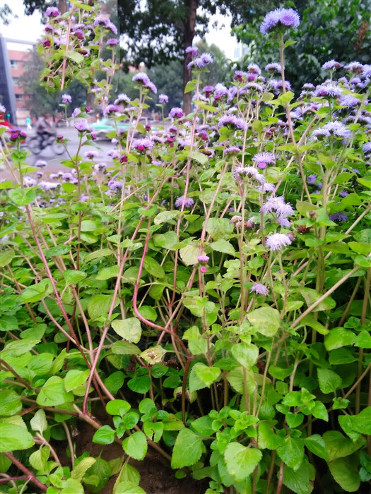 胜红蓟，见过吗？内治咽喉肿痛、口舌生疮；外用治湿疹、鹅口疮