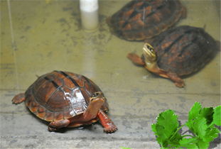 中国价钱贵的金钱龟又叫三线闭壳龟。养殖技巧，我偷偷告诉你们？