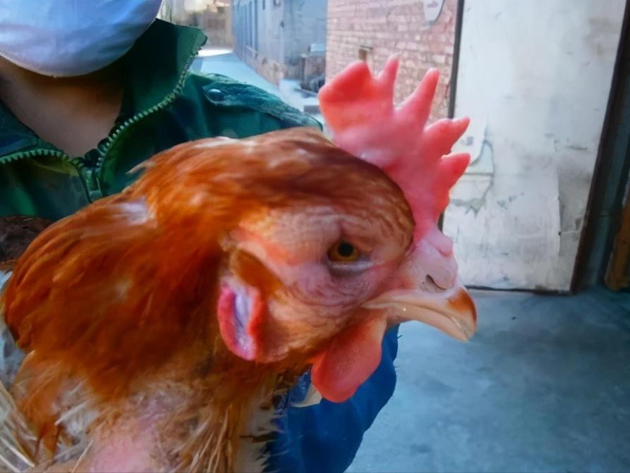 鸡眼肿流眼泪怎么回事,鸡眼肿是什么原因