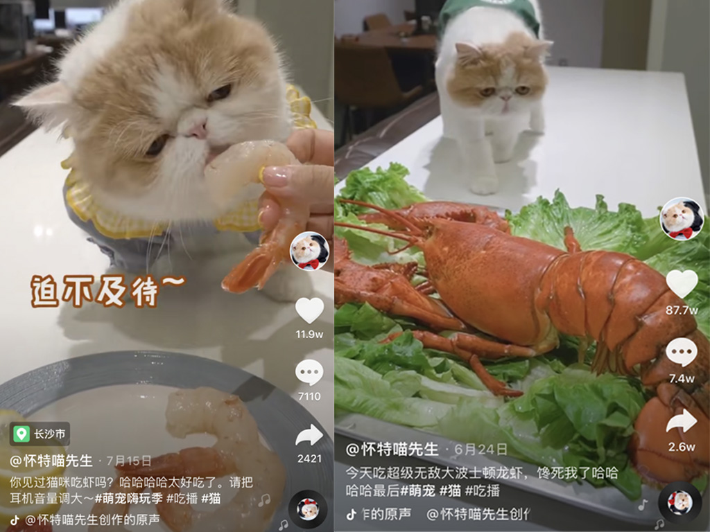 鐙楀拰鐚悆榫欒櫨,瀹犵墿鐚悆瀹犵墿榫欒櫨