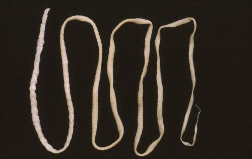 猫得了绦虫没有隔离怎么治,猫绦虫病可以根治吗