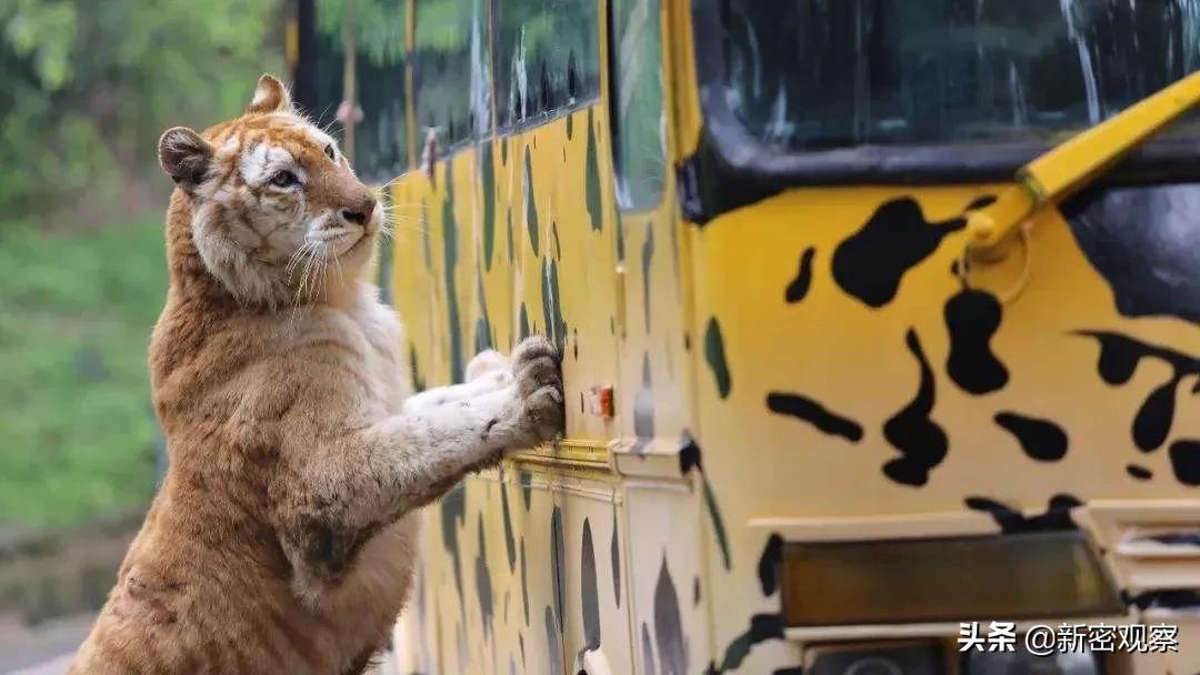 银基动物王国免门票吗,银基动物王国试营业直播