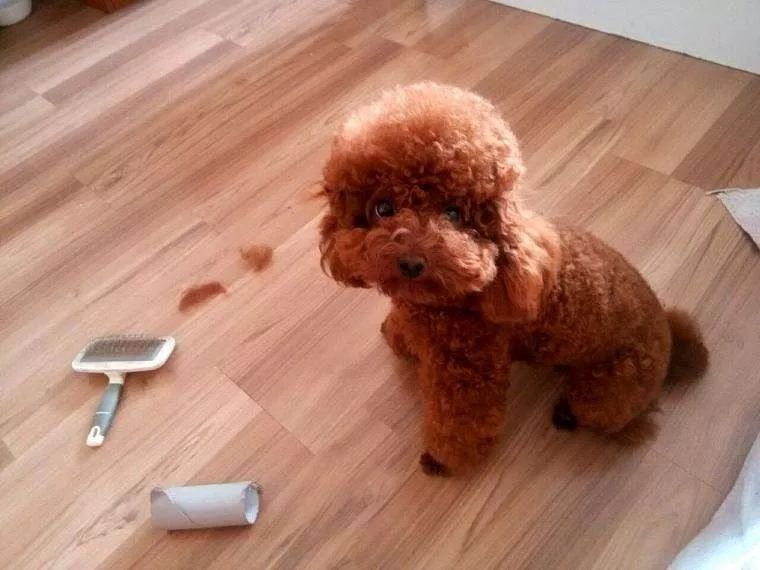 家里到处是狗毛,家里有狗毛怎么办小妙招