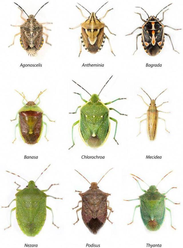 瓢虫害虫和益虫的区别图,益虫害虫有哪些视频