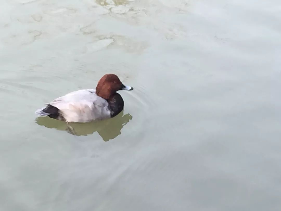 江阴嘉茂国际花鸟园,江阴嘉茂国际花鸟园什么时候再开