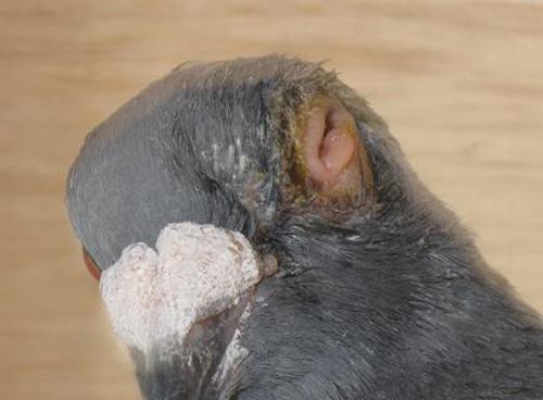 鸽子最常发病症，最见效的治疗方案，这些用药处方一定收藏