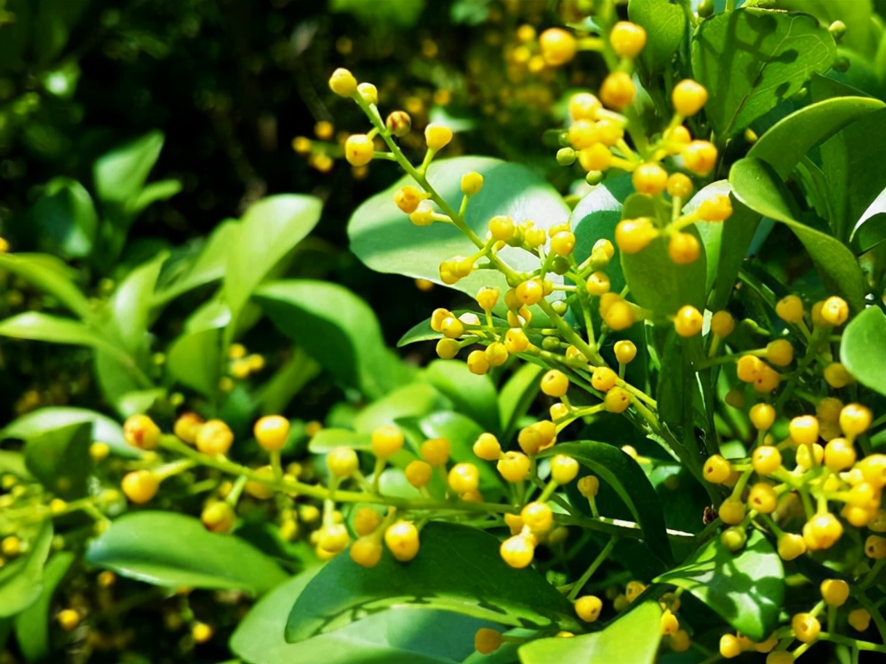种什么盆栽好看又香,种什么盆栽开花香的