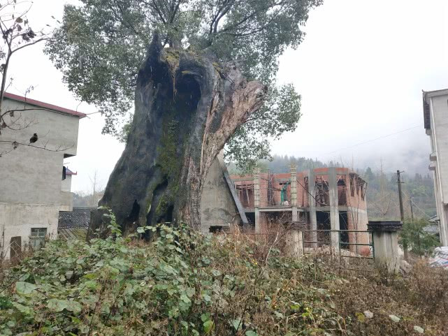 千年的古樟,亲历千年古樟重生