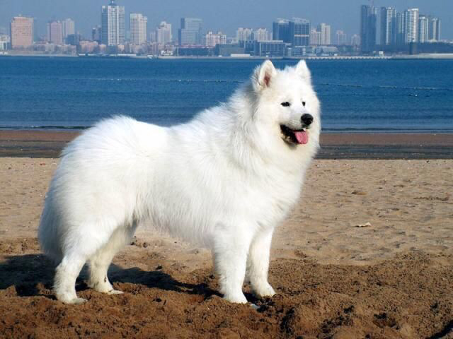 小狗怎么养才不会乱拉屎,小狗老是乱拉乱尿是什么情况