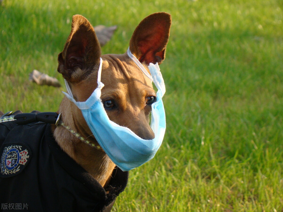 小鹿犬的训练方法,如何训练6个月的小鹿犬