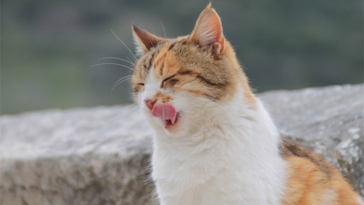 猫咪不吃东西怎么办最有效,猫咪不吃东西越来越瘦怎么办