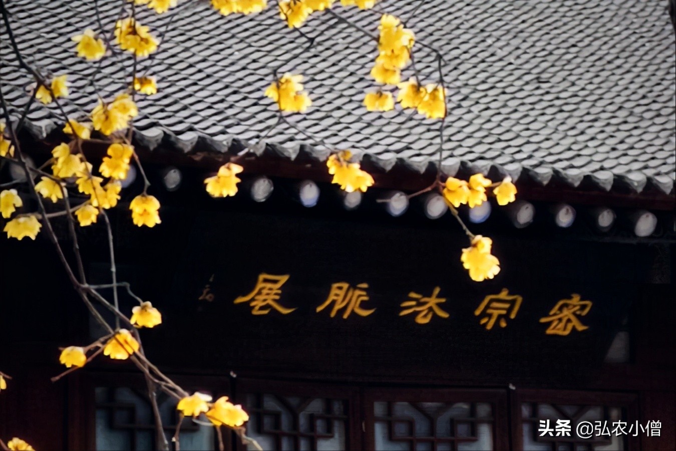 西安的春天视频,西安的春天是一个百花盛开的城市